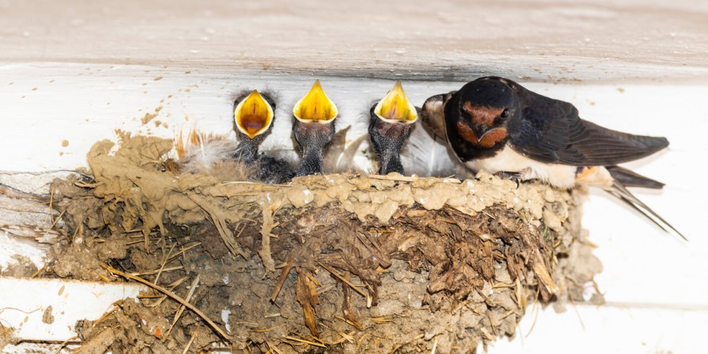 Swallows on mud nest