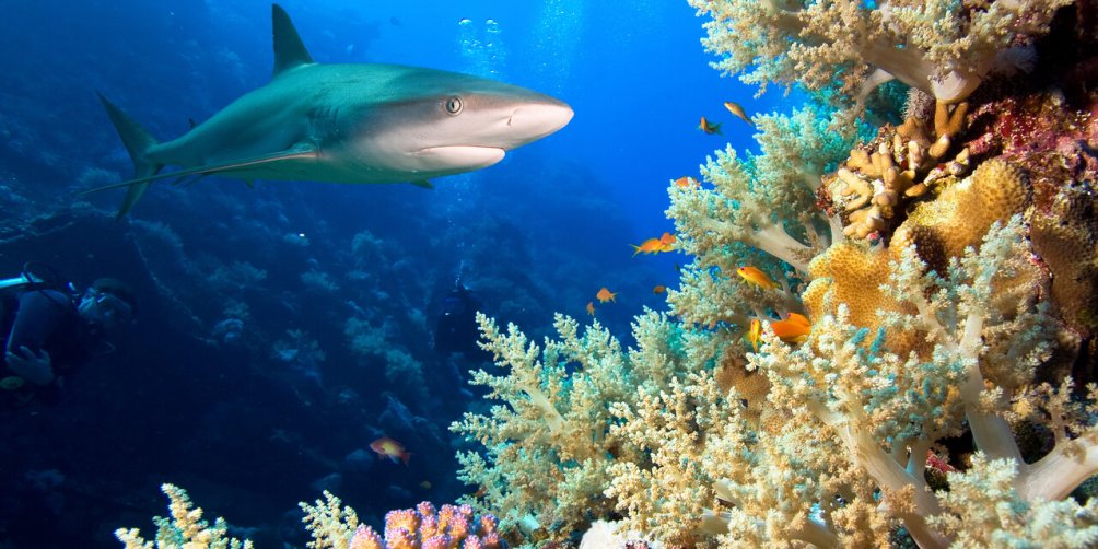 shark and coral reefs