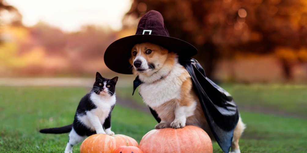 Dog and Cat on Halloween pumpkins