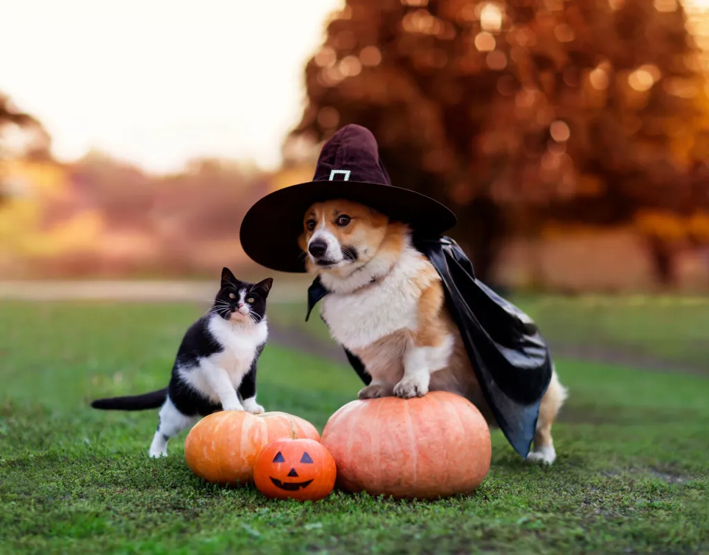 Dog and Cat on Halloween pumpkins